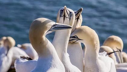 kaiyun.com-意甲“领头羊战役”：那不勒斯迎战拉齐奥，豪强决战时刻