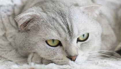 开云·体育官网APP下载-利物浦签约新东家英超联赛，利物浦英超最佳开局