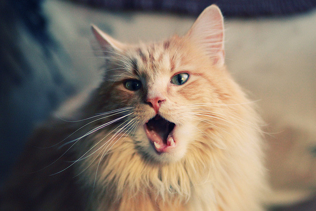 《CS_GO国际邀请赛,历届冠军争雄全场嗨翻》,csgo的国际赛事