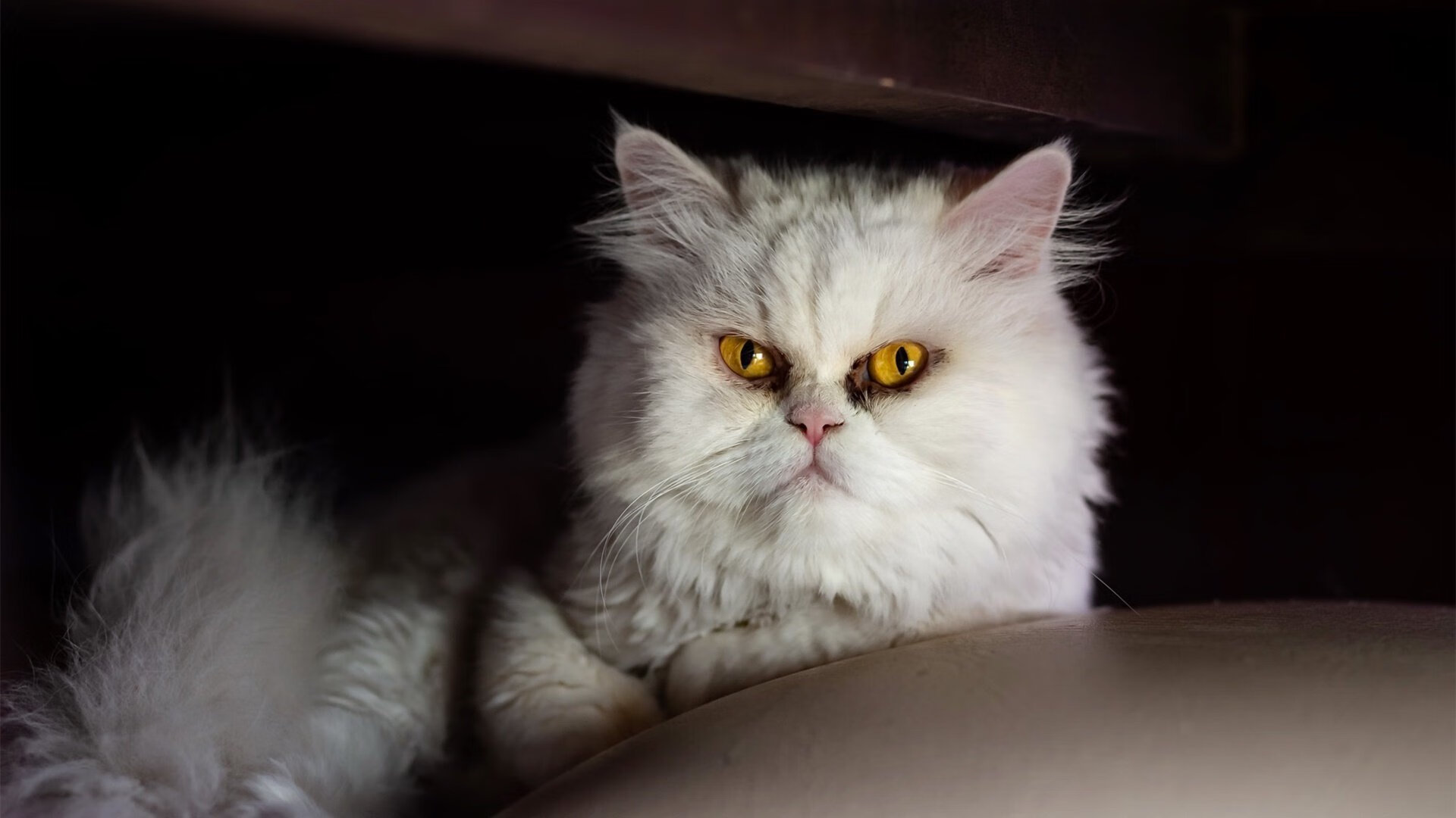 全国中学生足球联赛冠军队获邀参加国际比赛,全国中学生校园足球联赛