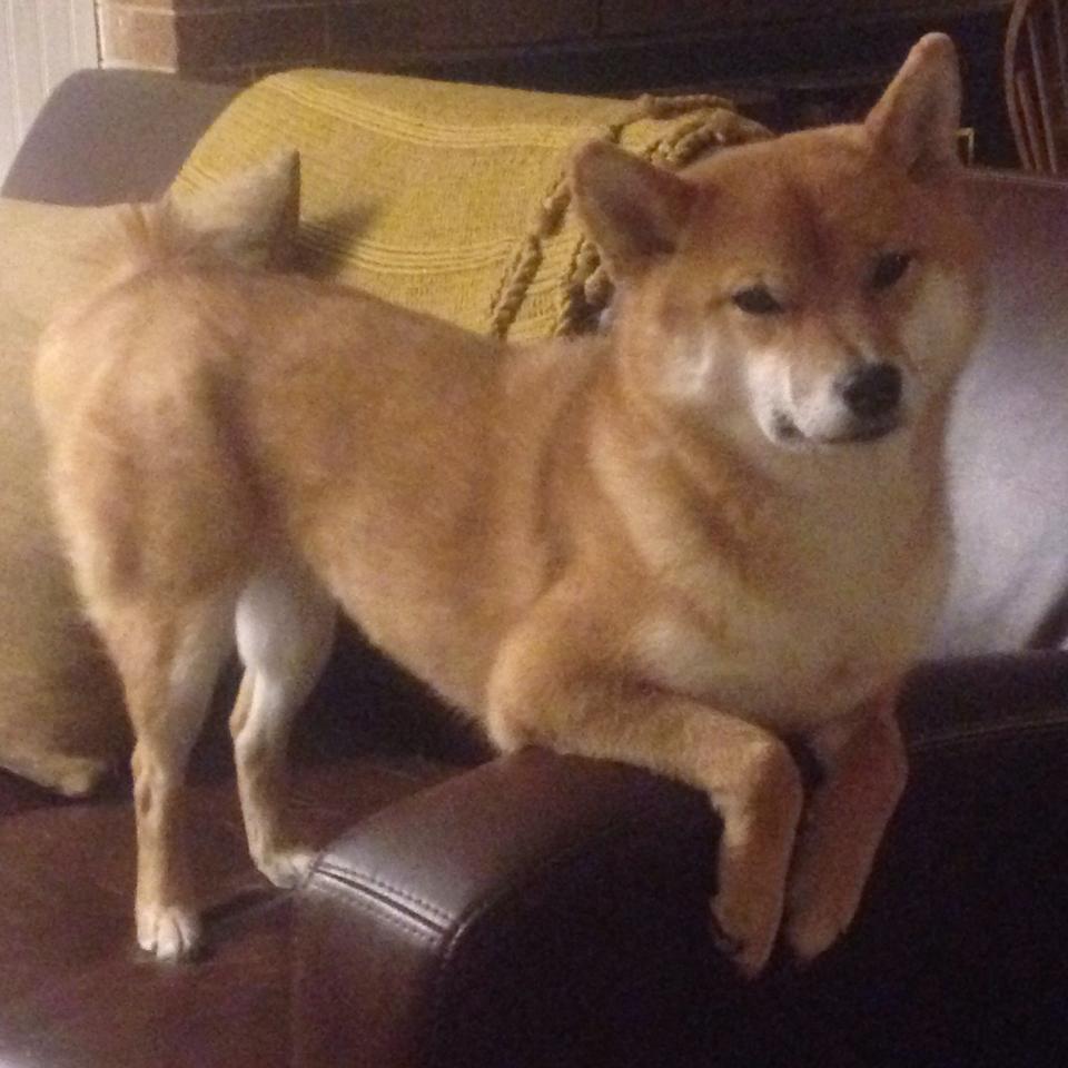 德甲巨头补强阵容，迎来价值千万级引援，德甲强队