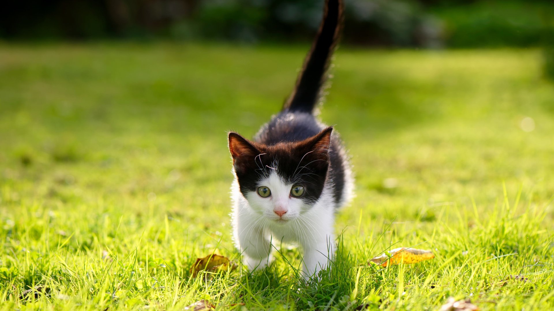 开云-吉达联合遭遇伤病潮影响成绩，吉达属于哪个国家