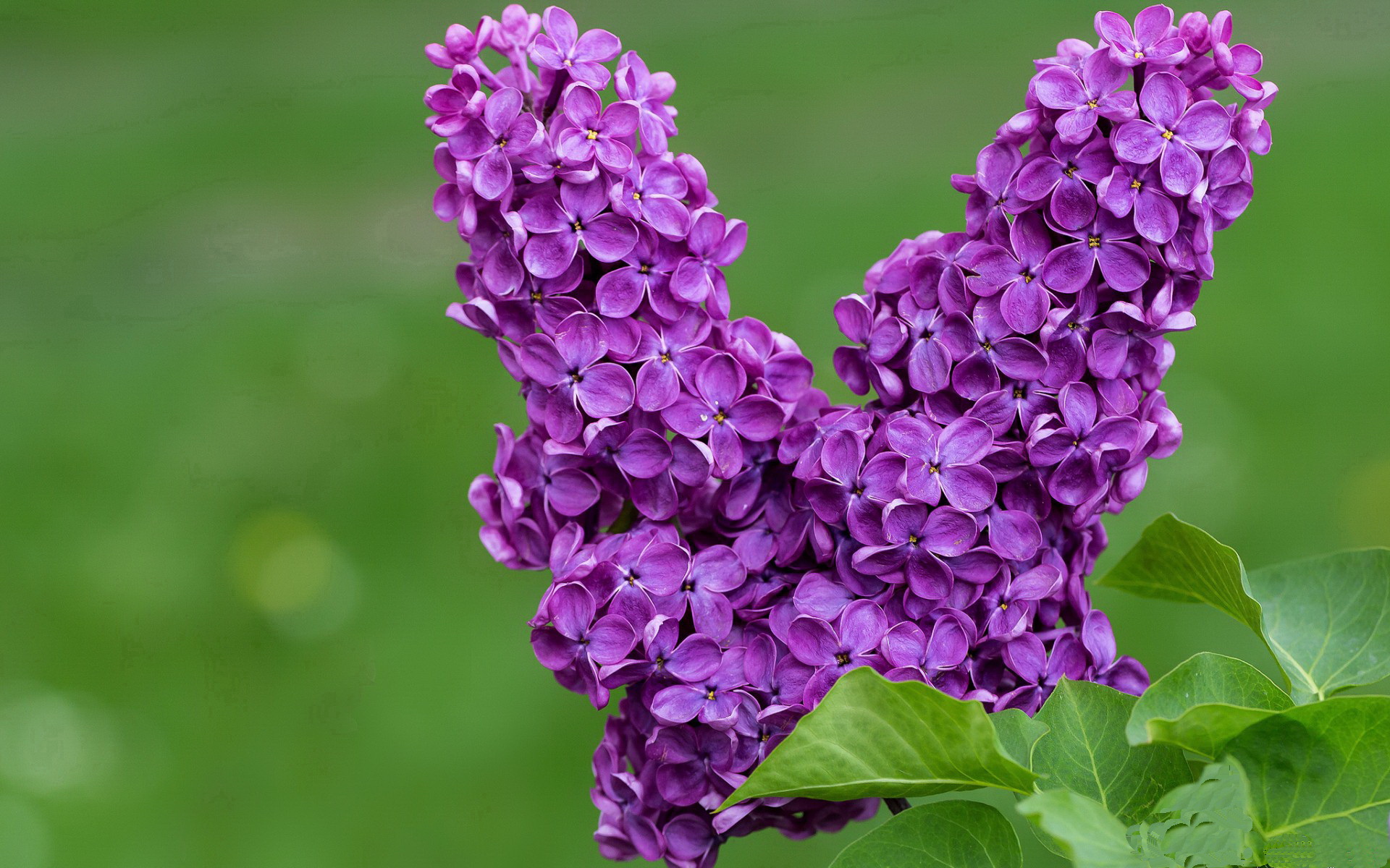 墨尔本联关键比赛表现坚韧,墨尔本杯2020