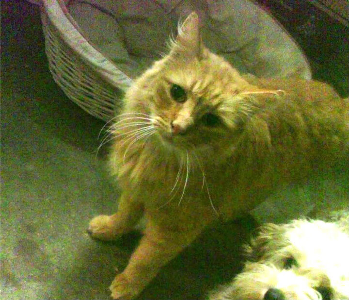 斯堪的纳维亚国家队备战国际巅峰赛，斯堪的纳维亚国家有哪些