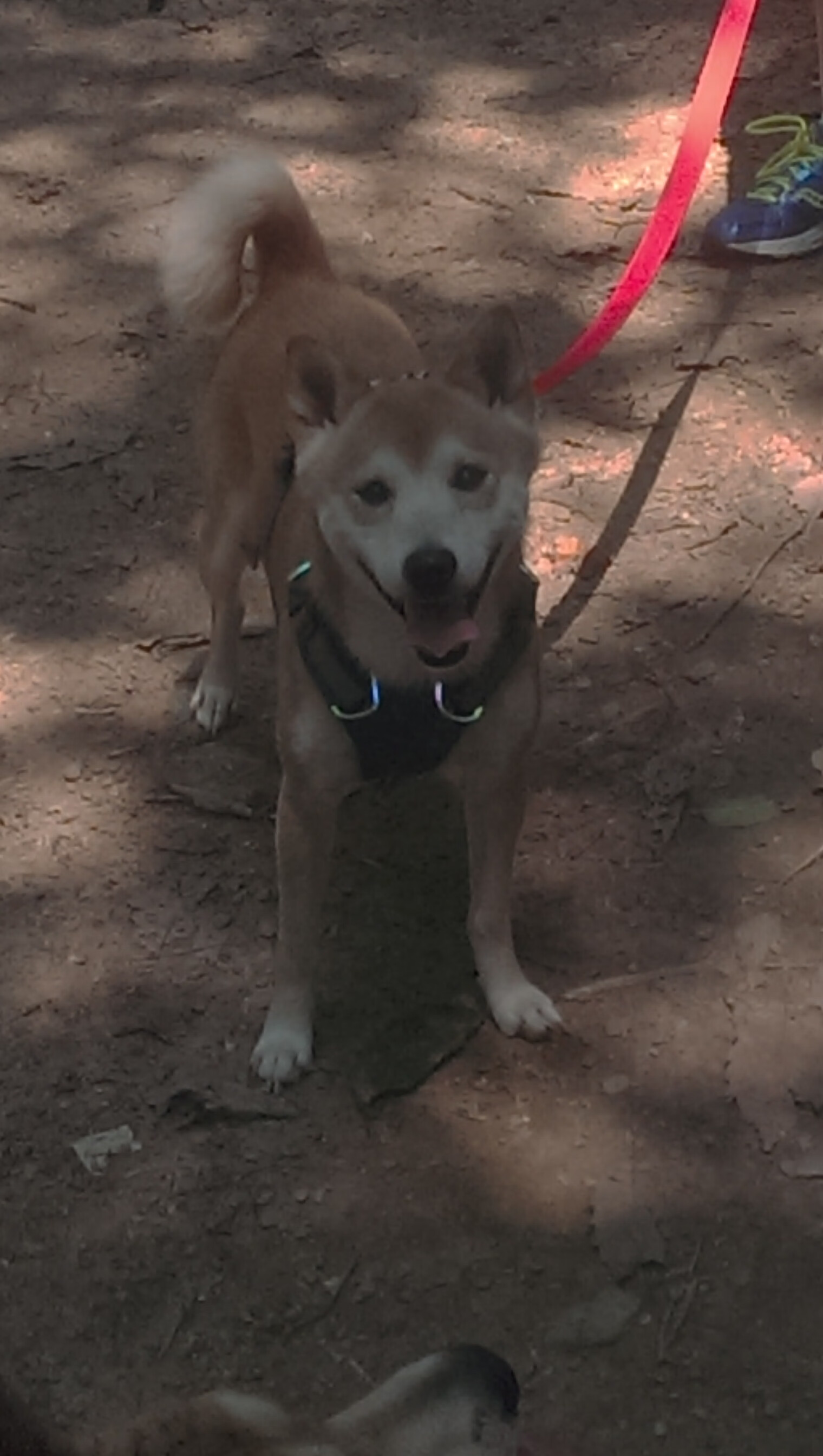 湖人主控状态持续低迷,球队战绩下滑,湖人现在的主力