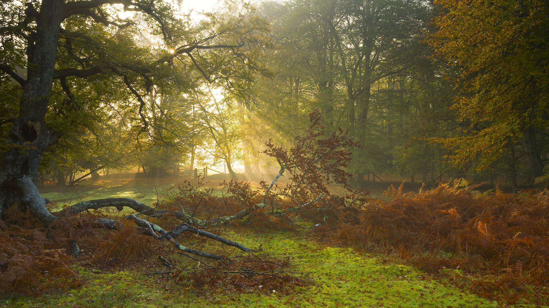 魔术大胜黄蜂展示潜力,魔术vs黄蜂比分