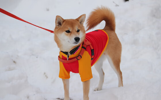 中国足球球员心理素质研究,足球运动员心理素质培养