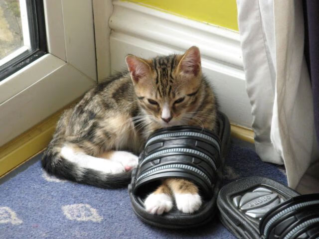 体育赛事文化内容跨媒介传播能力提升路径,体育赛事媒体运行服务