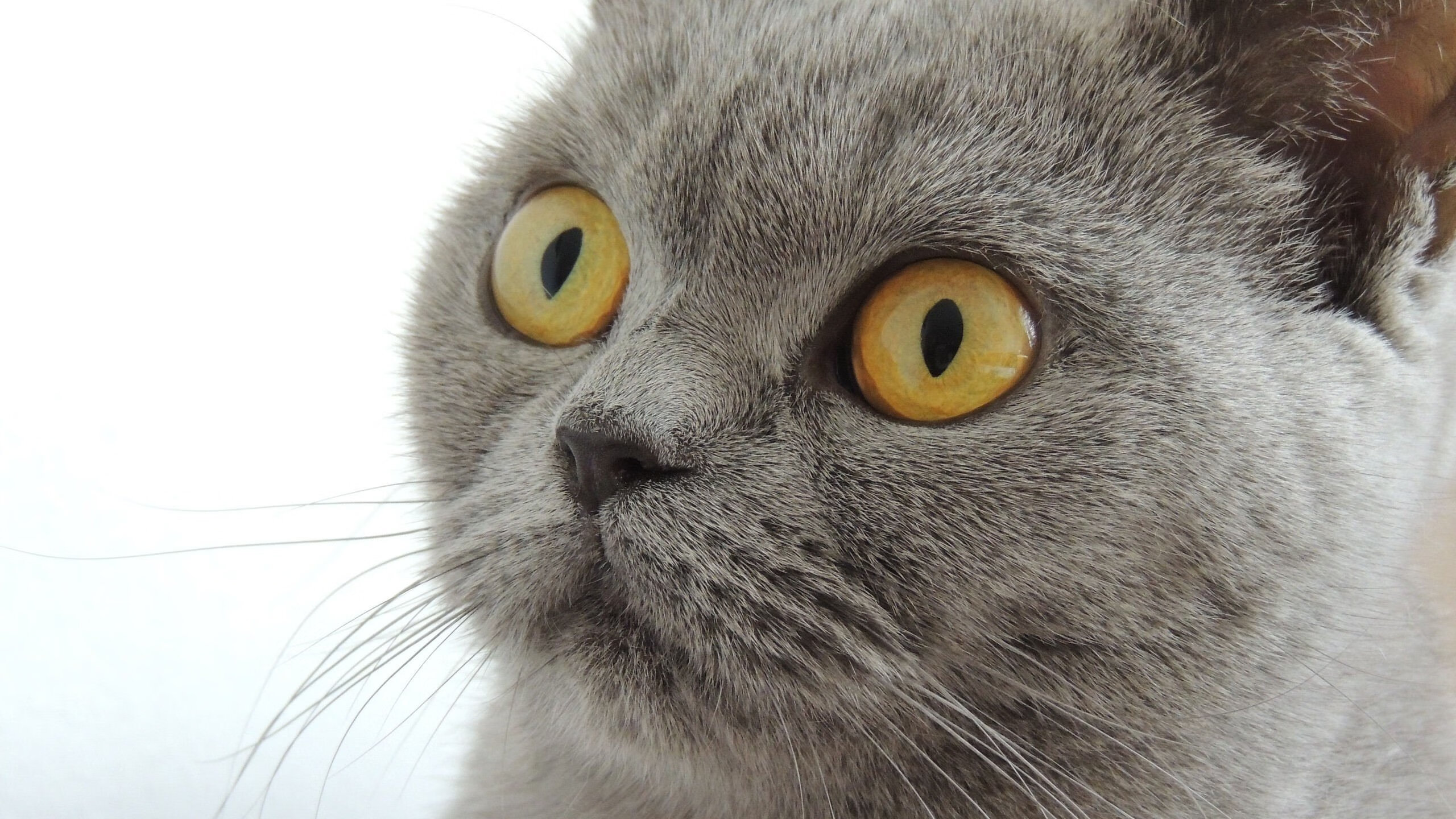 篮球运动员专项技术动作自动识别研究,篮球运动员基本技术