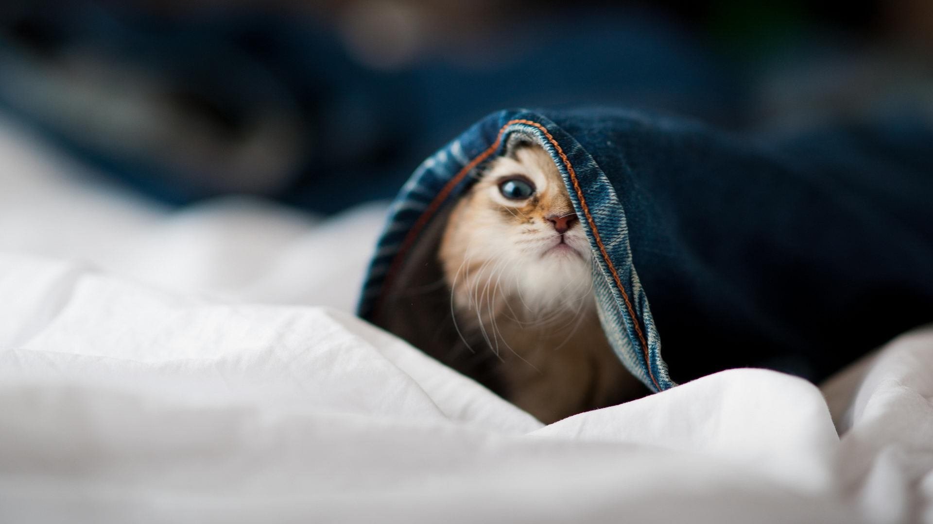 五大联赛是否提升边路轮换参与战术决策比重,五大联赛可以换5人