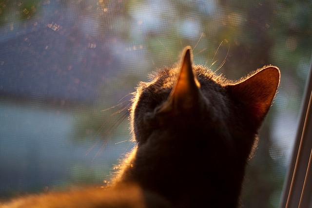 比赛节奏与回合数的关系是否成正比，什么是比赛节奏