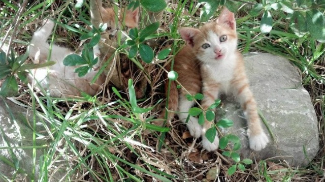 澳德蝶泳高频划水策略效果对比