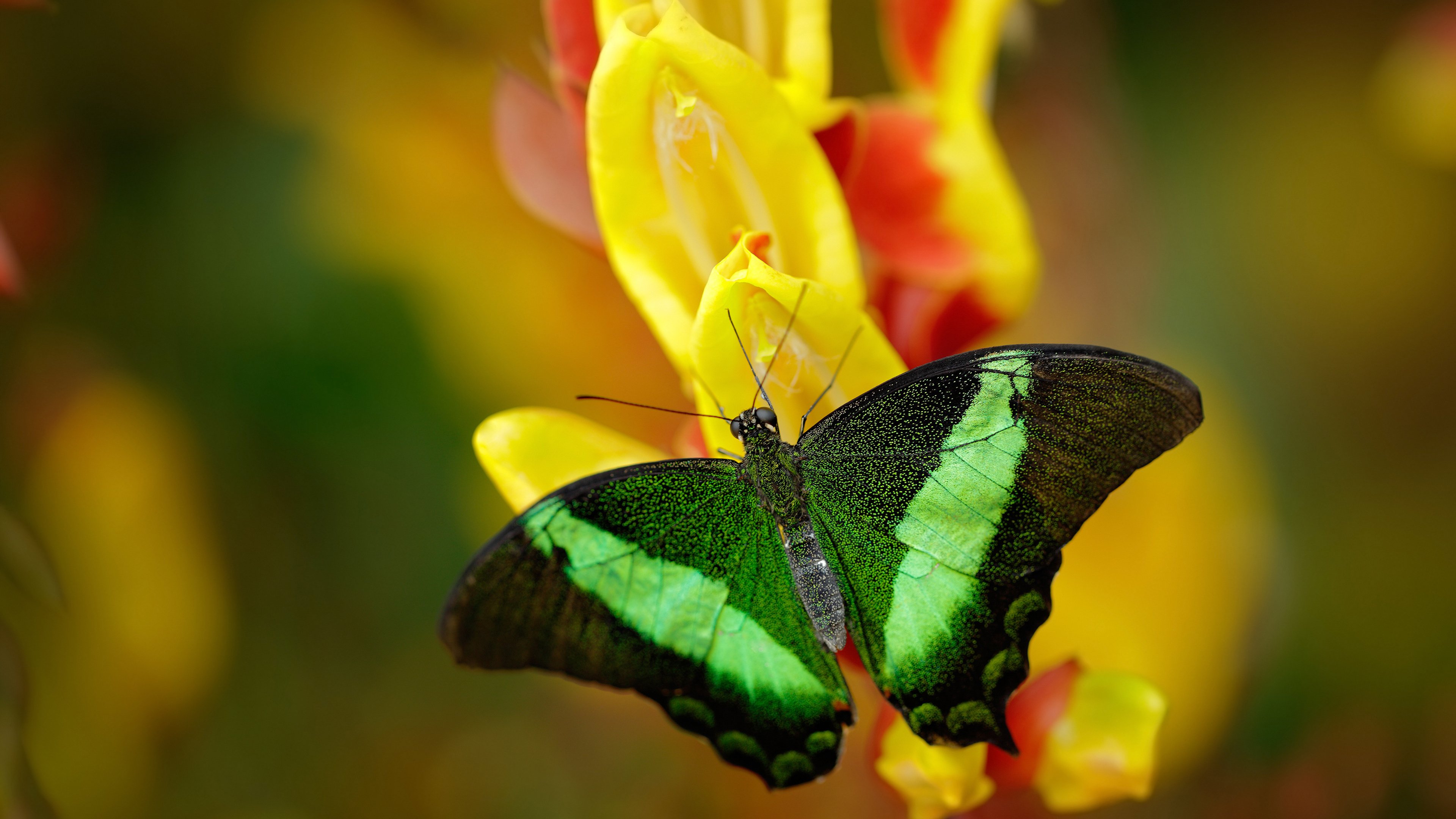 辽宁飞豹季后赛关键比赛中展现强悍意志,辽宁飞豹吧