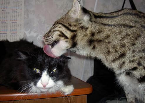 高水平体育后备人才训练基地揭牌,国家高水平体育人才基地