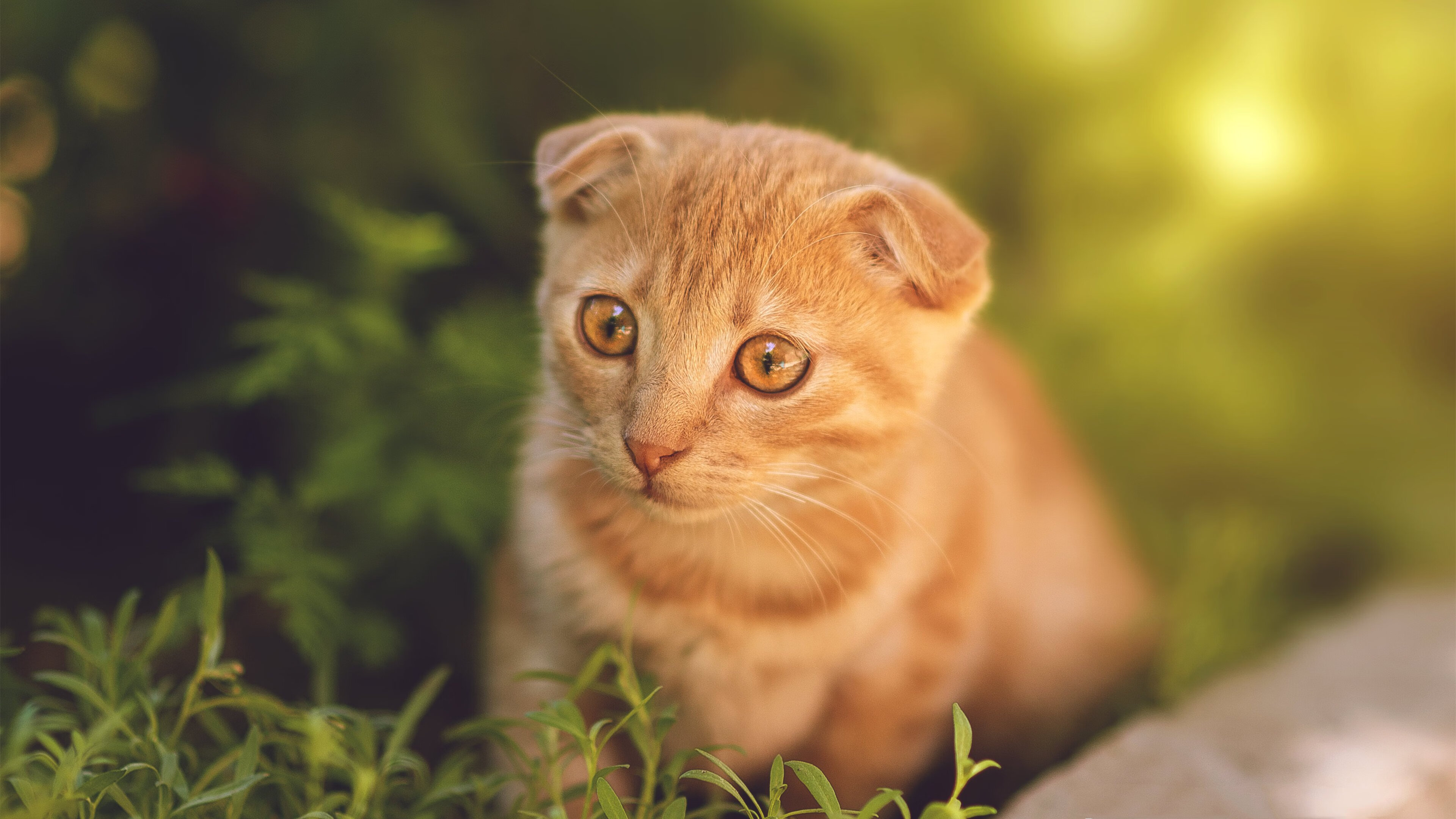 安东·李恩：全黑队中场的进攻发动机，突破防线如入无人之境，李安东尼