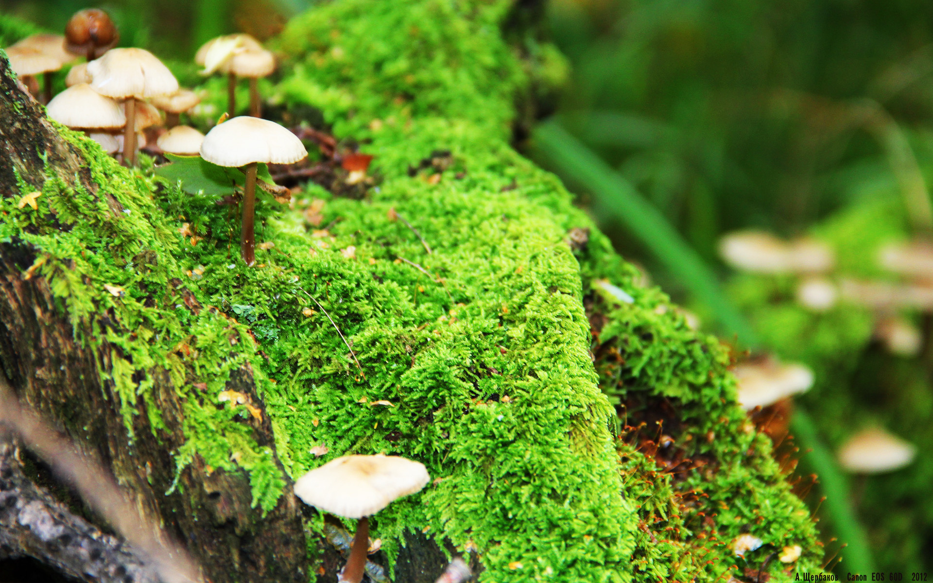 kaiyun 开云体育-比利时男篮在欧洲预赛中拼搏不止，争夺奥运入场卡，比利时男篮阵容