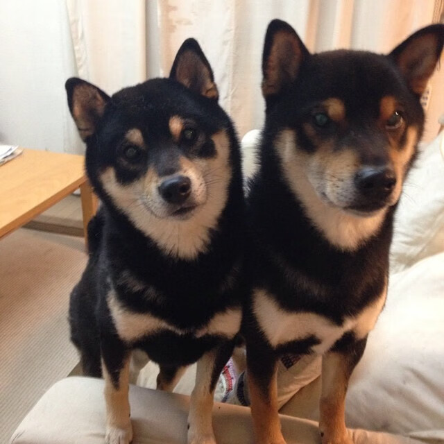 kaiyun.com-高尔的突破与配合展现袋鼠队日益成熟的进攻体系